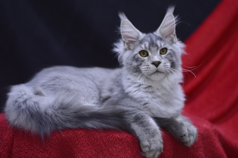 Leroy Akbars - Kitten maine-coon 4 months 2.5 weeks