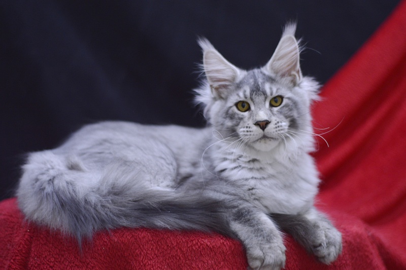 Leroy Akbars - Kitten maine-coon 4 months 2.5 weeks