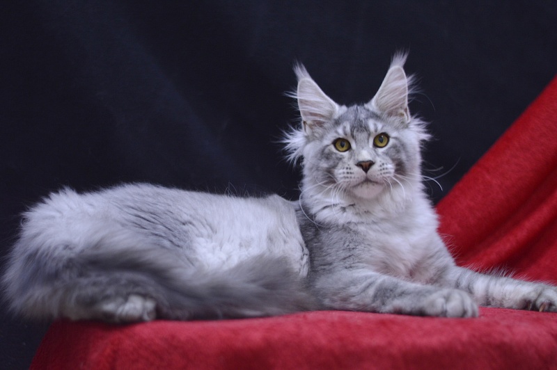 Leroy Akbars - Kitten maine-coon 4 months 2.5 weeks