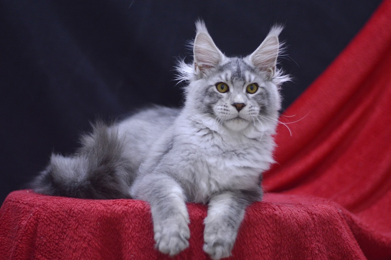Leroy Akbars - Kitten maine-coon 4 months 2.5 weeks