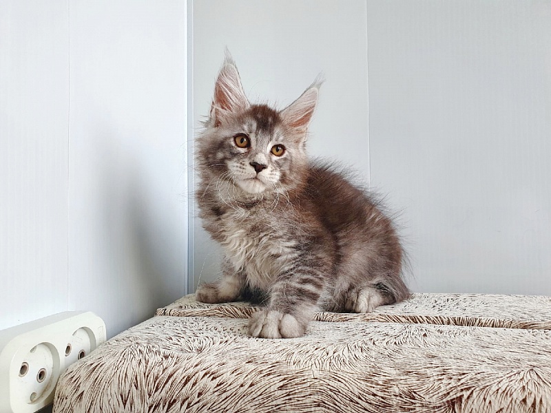 Leroy Akbars - Kitten maine-coon 2 months