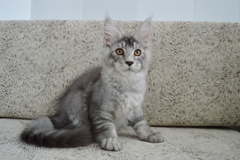 Leroy Akbars - Kitten maine-coon 3 months