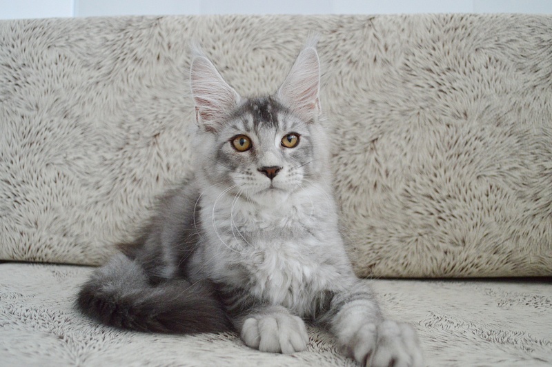 Leroy Akbars - Kitten maine-coon 3 months