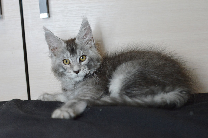 Leroy Akbars - Kitten maine-coon 2 months 2 weeks