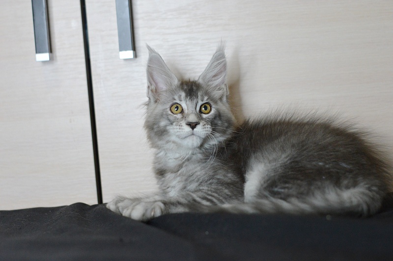 Leroy Akbars - Kitten maine-coon 2 months 2 weeks