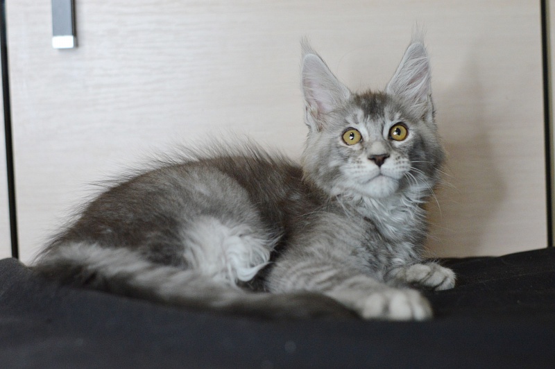 Leroy Akbars - Kitten maine-coon 2 months 2 weeks