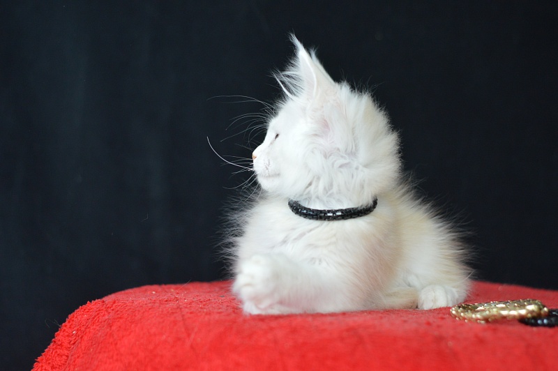 Lamar Akbars - Kitten maine-coon 2 months 2 weeks