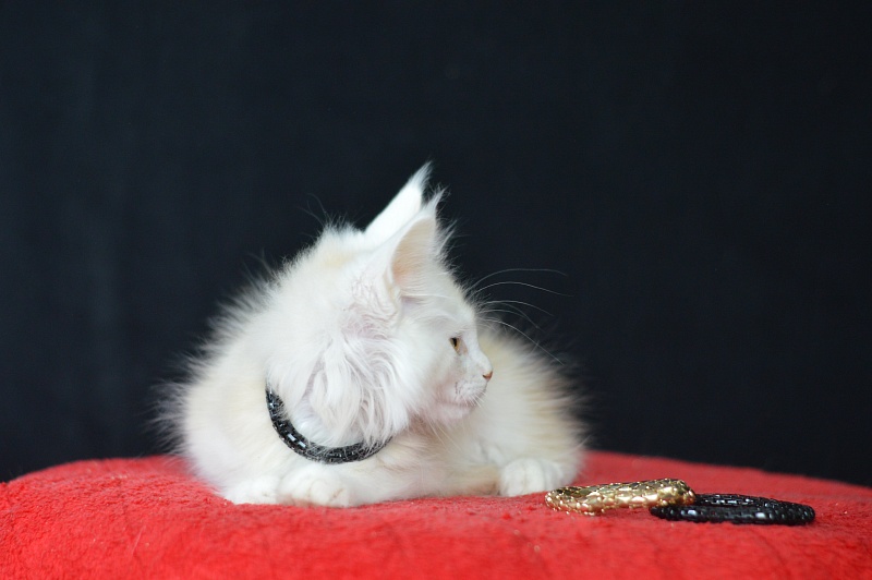 Lamar Akbars - Kitten maine-coon 2 months 2 weeks