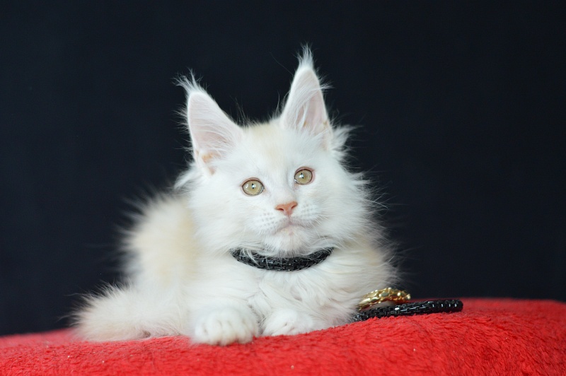 Lamar Akbars - Kitten maine-coon 2 months 2 weeks