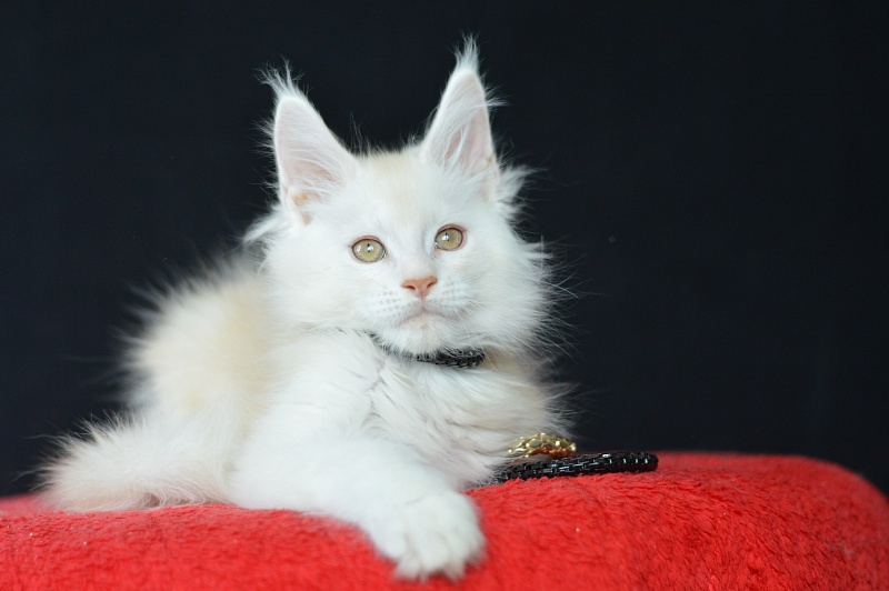 Lamar Akbars - Kitten maine-coon 2 months 2 weeks