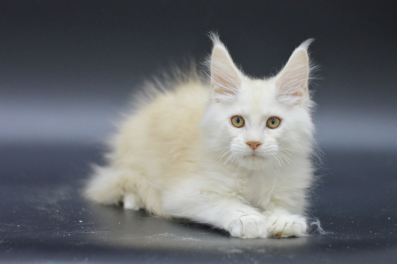 Lamar Akbars - Kitten maine-coon 3 months