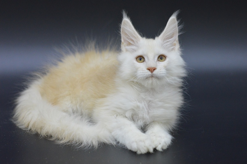 Lamar Akbars - Kitten maine-coon 3 months