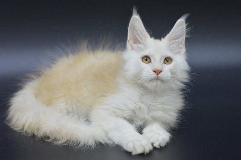 Lamar Akbars - Kitten maine-coon 3 months