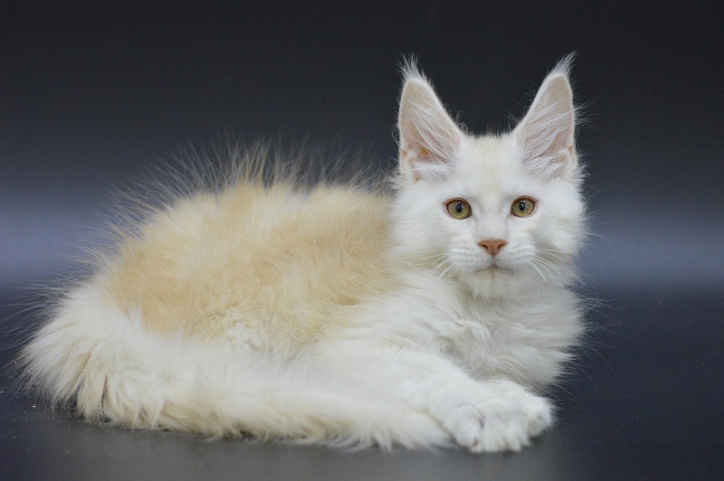 Lamar Akbars - Kitten maine-coon 3 months