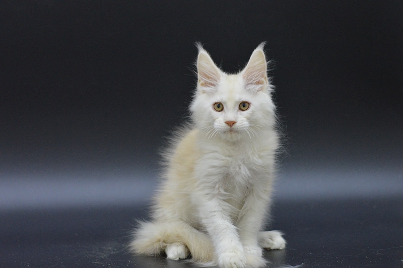 Lamar Akbars - Kitten maine-coon 3 months