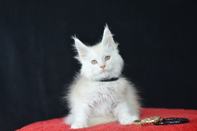 Lamar Akbars - Kitten maine-coon 2 months 2 weeks