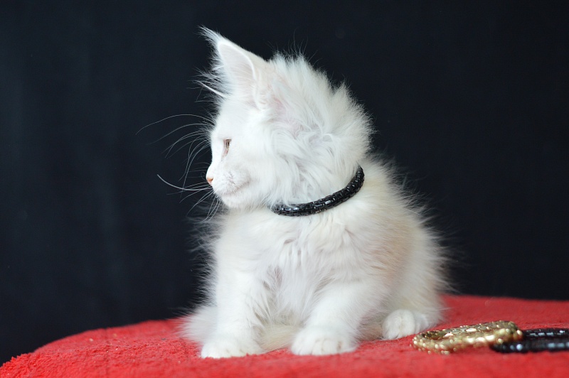 Lamar Akbars - Kitten maine-coon 2 months 2 weeks