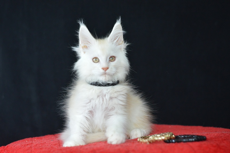 Lamar Akbars - Kitten maine-coon 2 months 2 weeks
