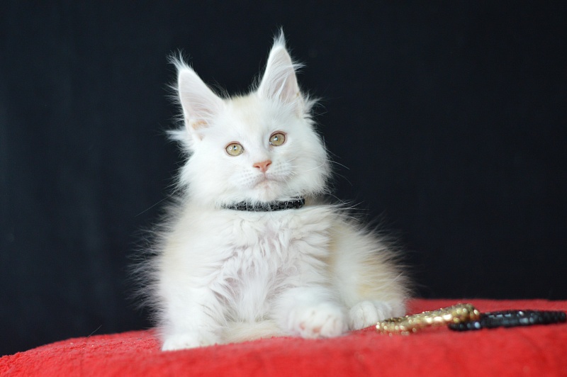 Lamar Akbars - Kitten maine-coon 2 months 2 weeks