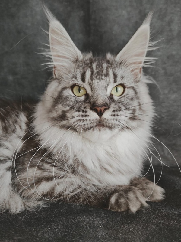 Luna Akbars - Adult maine-coon 1 year 6 months 2 weeks