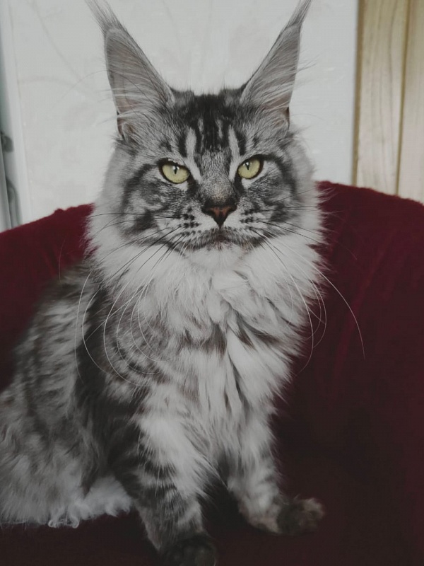 Luna Akbars - Adult maine-coon 1 year 6 months 2 weeks