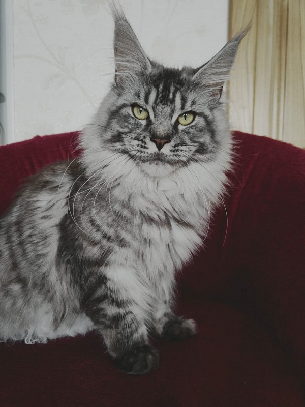 Luna Akbars - Adult maine-coon 1 year 6 months 2 weeks