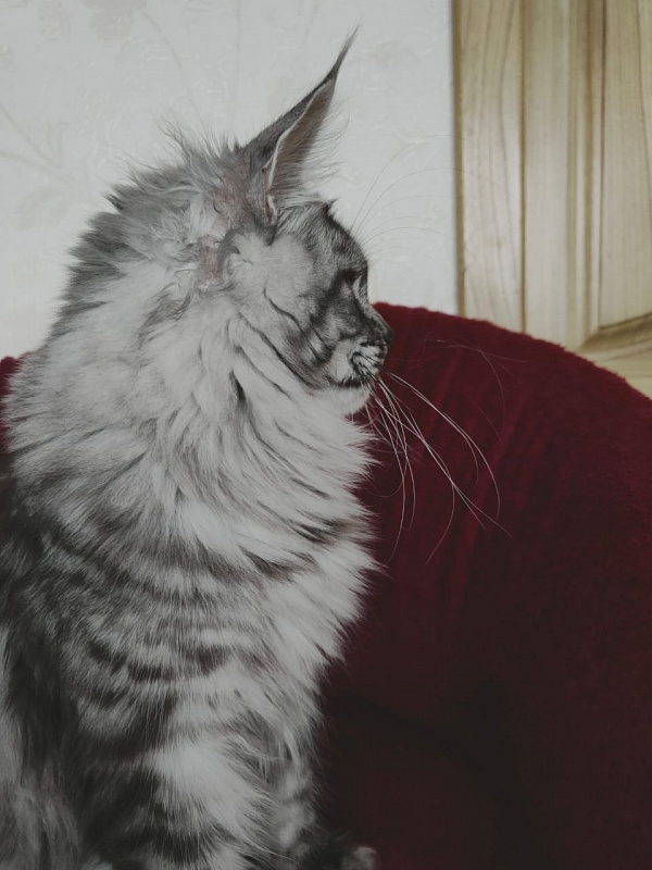 Luna Akbars - Adult maine-coon 1 year 6 months 2 weeks