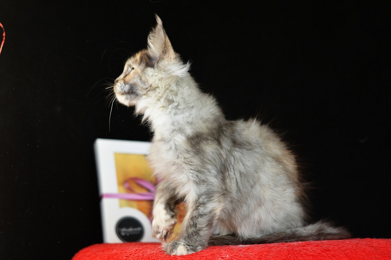 Josie Akbars (polydactyl 67/66) - Kitten maine-coon 2 months 4 weeks