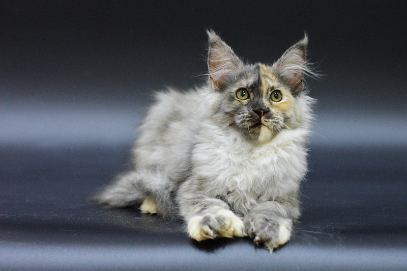 Josie Akbars (polydactyl 67/66) - Kitten maine-coon 3 months 1.5 week