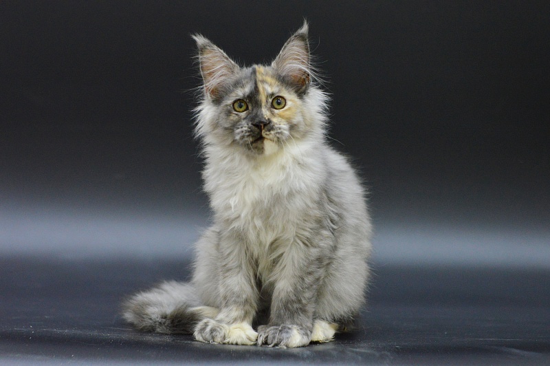 Josie Akbars (polydactyl 67/66) - Kitten maine-coon 3 months 1.5 week