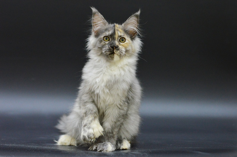 Josie Akbars (polydactyl 67/66) - Kitten maine-coon 3 months 1.5 week