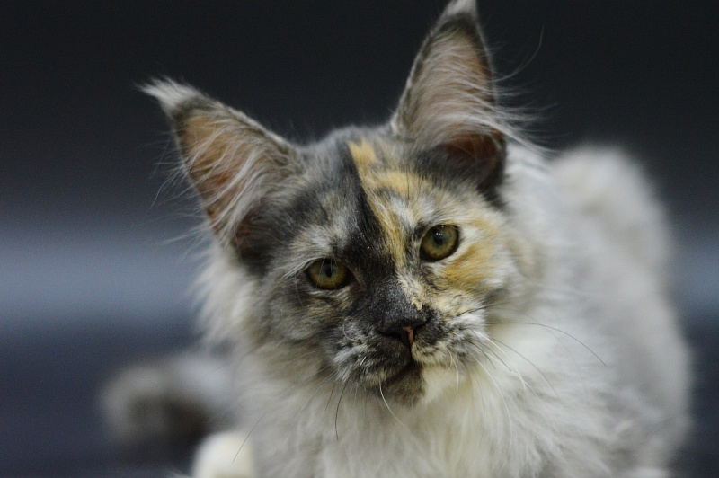 Josie Akbars (polydactyl 67/66) - Kitten maine-coon 3 months 1.5 week