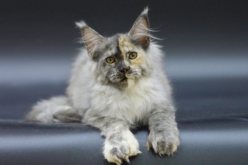 Josie Akbars (polydactyl 67/66) - Kitten maine-coon 3 months 1.5 week
