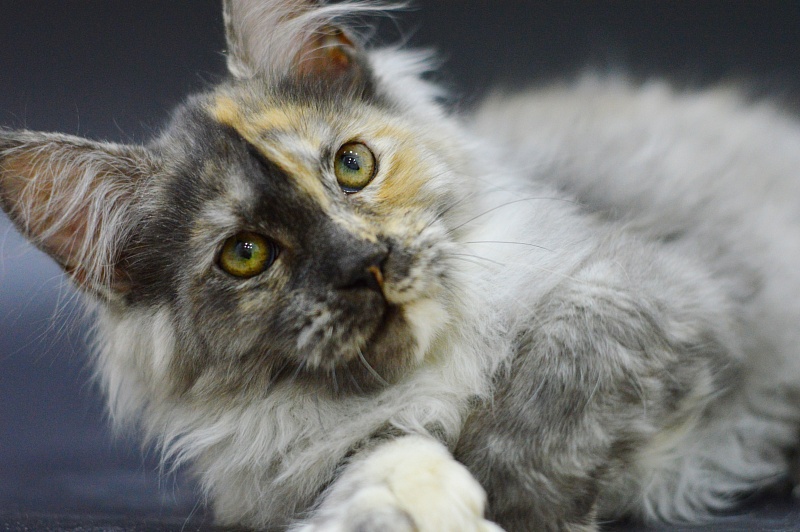 Josie Akbars (polydactyl 67/66) - Kitten maine-coon 3 months 1.5 week