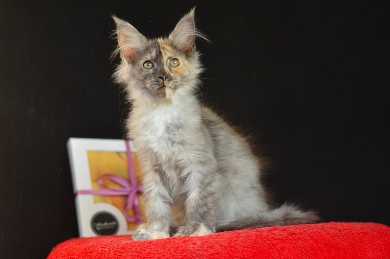 Josie Akbars (polydactyl 67/66) - Kitten maine-coon 2 months 4 weeks