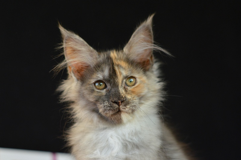 Josie Akbars (polydactyl 67/66) - Kitten maine-coon 2 months 4 weeks