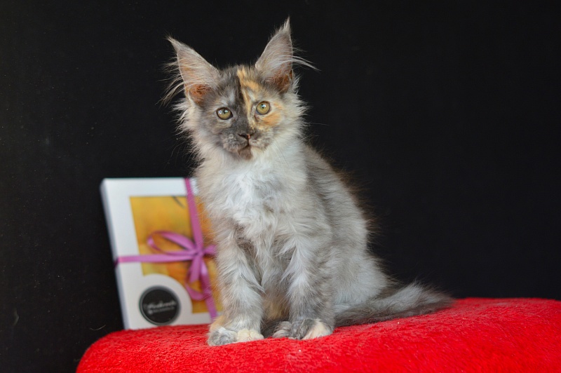 Josie Akbars (polydactyl 67/66) - Kitten maine-coon 2 months 4 weeks