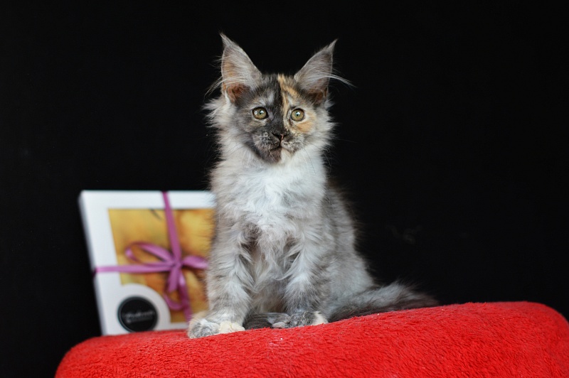 Josie Akbars (polydactyl 67/66) - Kitten maine-coon 2 months 4 weeks