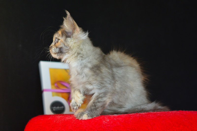 Josie Akbars (polydactyl 67/66) - Kitten maine-coon 2 months 4 weeks