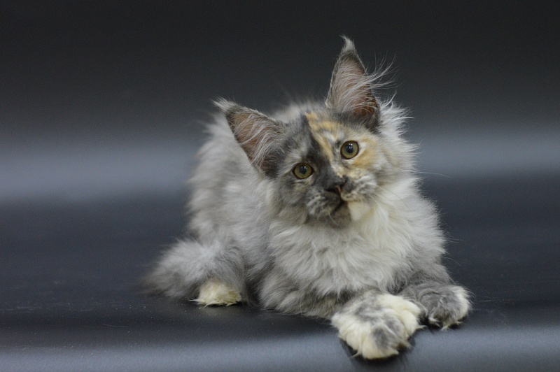 Josie Akbars (polydactyl 67/66) - Kitten maine-coon 3 months 1.5 week