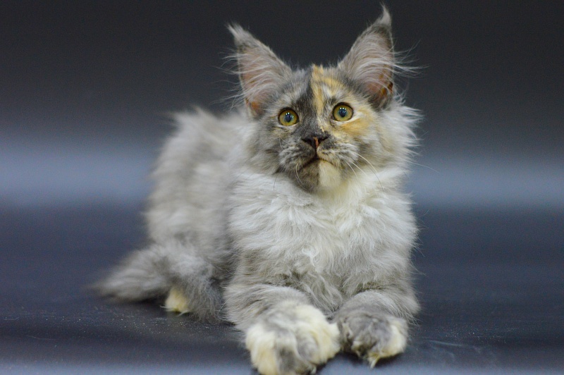 Josie Akbars (polydactyl 67/66) - Kitten maine-coon 3 months 1.5 week