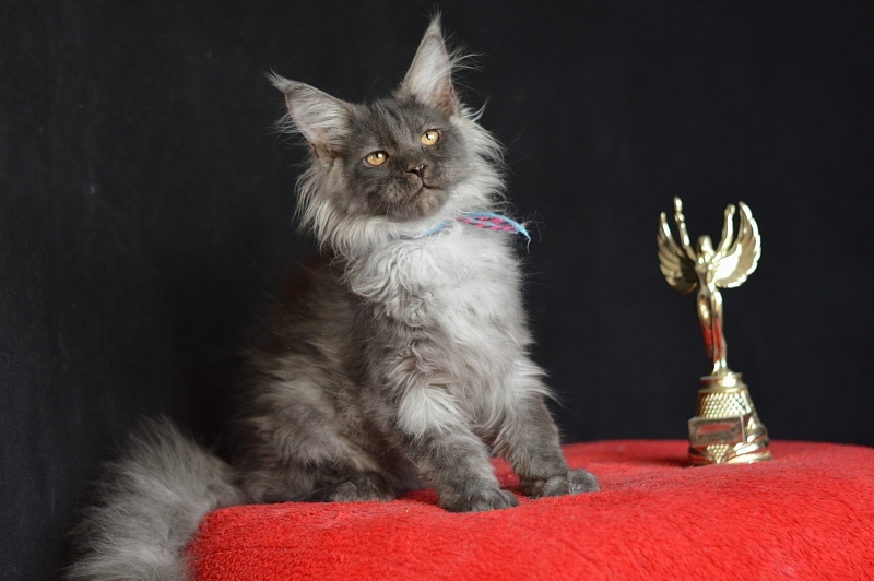 Griffin Akbars - Kitten maine-coon 3 months