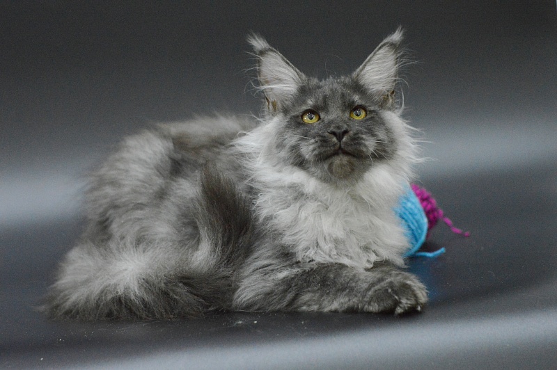 Griffin Akbars - Kitten maine-coon 3 months 3 weeks