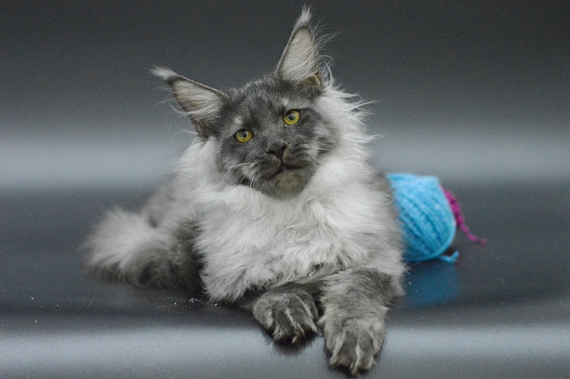 Griffin Akbars - Kitten maine-coon 3 months 3 weeks