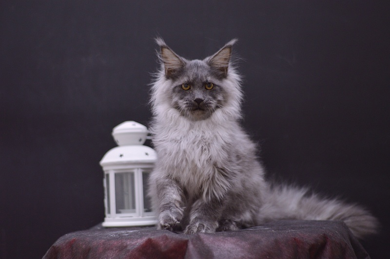 Griffin Akbars - Kitten maine-coon 4 months