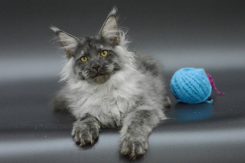 Griffin Akbars - Kitten maine-coon 3 months 3 weeks