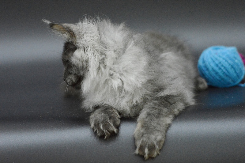 Griffin Akbars - Kitten maine-coon 3 months 3 weeks