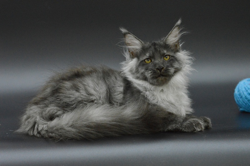 Griffin Akbars - Kitten maine-coon 3 months 3 weeks