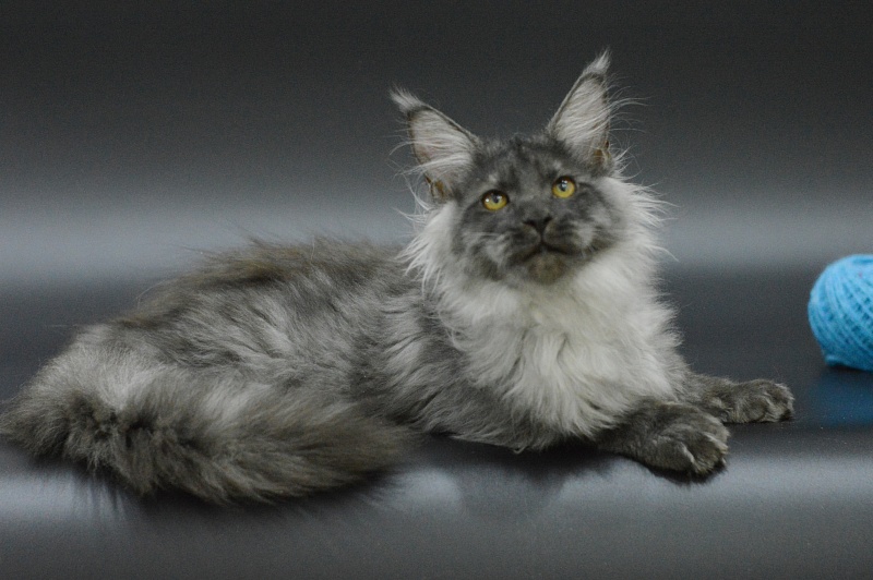 Griffin Akbars - Kitten maine-coon 3 months 3 weeks