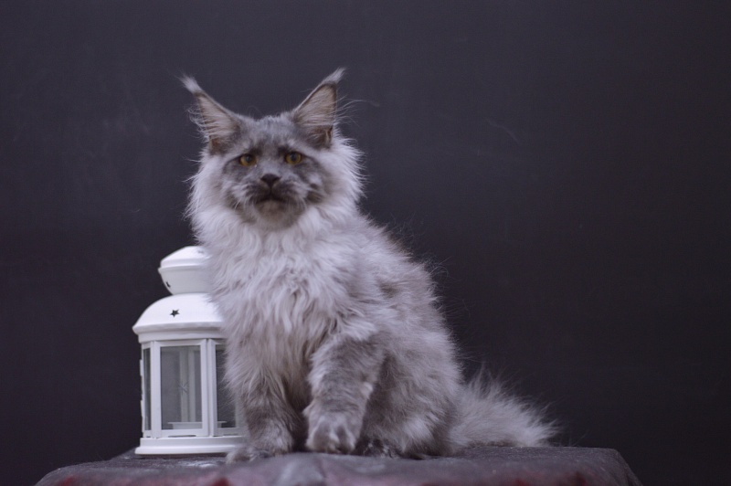 Griffin Akbars - Kitten maine-coon 4 months